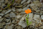 DSCF2468.JPG