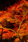 DSCF3457.jpg