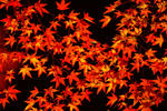 DSCF3364.jpg