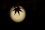 DSCF3387.jpg