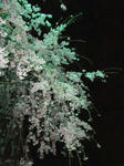 DSCF6715.JPG