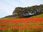 DSCF1049.JPG