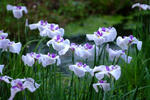 DSCF6025.JPG