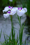 DSCF6036.JPG