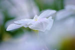 DSCF6055.JPG
