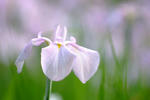 DSCF6100.JPG