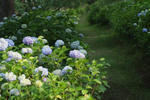 DSCF6147.JPG