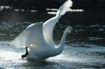 DSCF9393.JPG