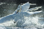 DSCF9395.JPG