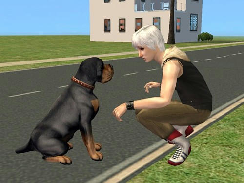 dog3.jpg