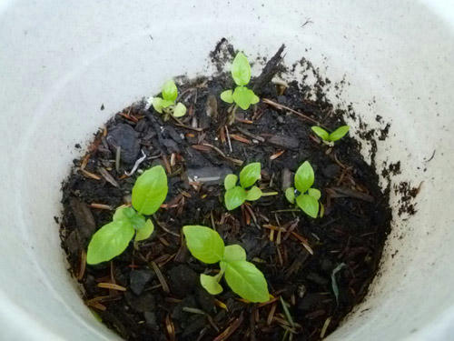 basil.jpg