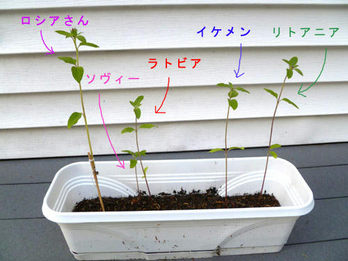 basil.jpg