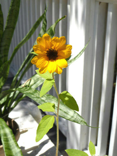 sunfl11.jpg