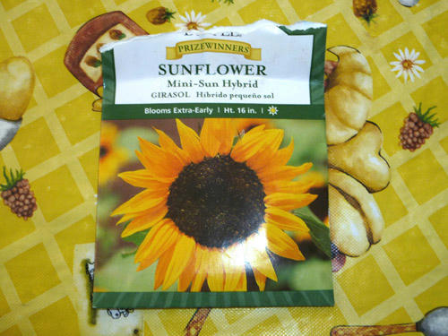 sunfl11.jpg