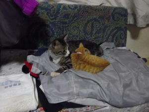 IMGP0298.JPG