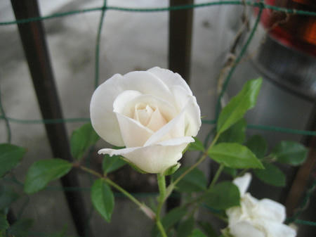 IMG_2625.JPG