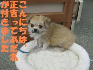 ぽんぽこ正吉