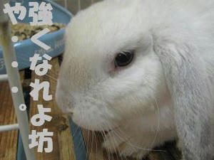 まっしぶオリバ君