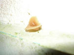 kinoko070331b_u.jpg