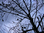 1karamatu070426e_u1.jpg