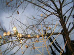 1karamatu070426e_u2.jpg