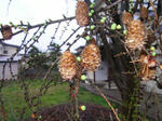 1karamatu070426g_u1.jpg