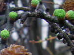 1karamatu070426g_u2.jpg