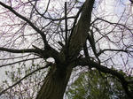 1kuri070508a_u1.jpg