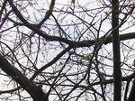 1kuri070508a_u2.jpg