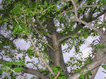 1gairoju_ichou070508c_u2.jpg