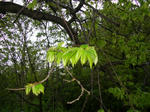 1kuri070518a_u1.jpg