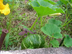 1kabotya070720b_u1.jpg