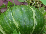 1kabotya070720b_u2.jpg