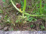 1kabotya070720c_u1.jpg