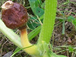 1kabotya070720c_u2.jpg