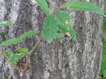 1konara070923a_u2.jpg
