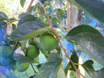 1kaki070923b_u1.jpg