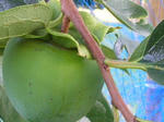 1kaki070923b_u2.jpg
