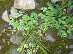 1katabami_080511SANY0031_u1.jpg