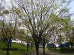 2ki20080429SANY0012u1.jpg