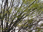 2ki20080429SANY0012u2.jpg
