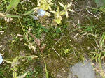 1koke20080511SANY0013_u2.jpg