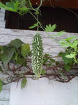 s-D1000060.jpg