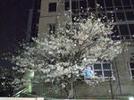 s-D1000118.jpg