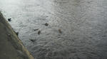 s-P1000007.jpg