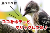 にほんブログ村 鳥ブログ 野鳥へ