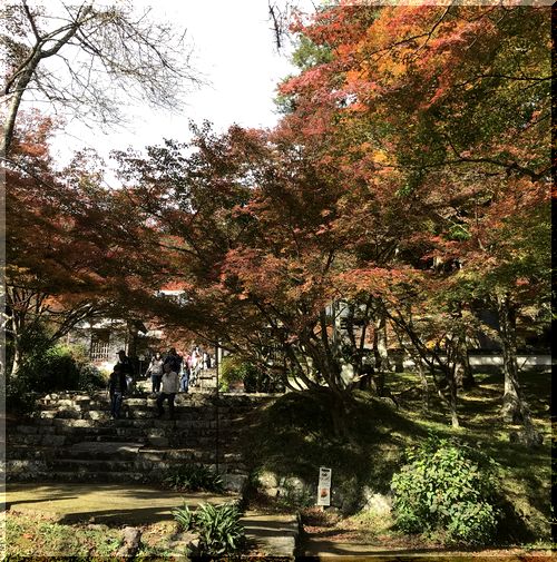 もみじ祭り 円通寺 氷上 ダーの悪口雑言部屋