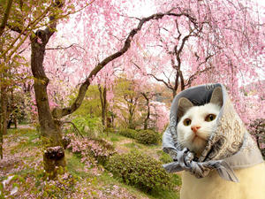 自家焙煎コーヒー豆屋バックヤードのネコ店長アッシュ　枝垂桜を見上げる