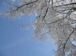 2011_0219_135532-P1030753.JPG