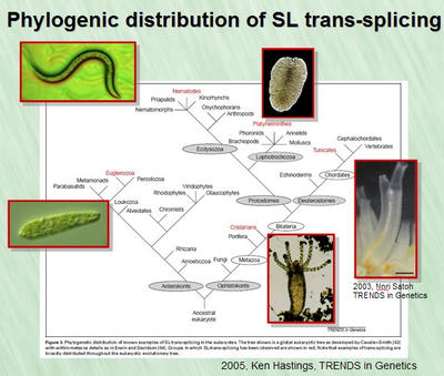 phylogenicSL.jpg